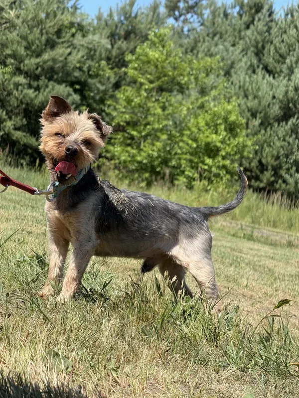 Pies do adopcji, Pieczyska, 8 lipca 2025 (3/5)