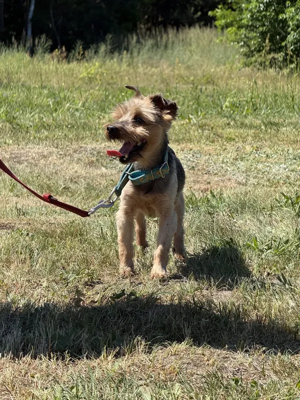 Pies do adopcji, Pieczyska, 8 lipca 2025 (4/5)