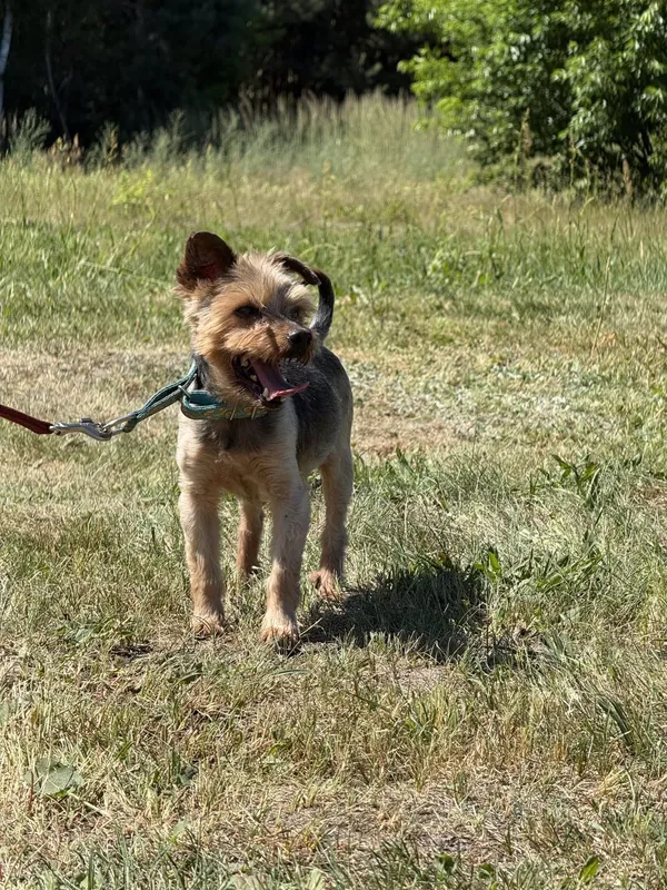 Pies do adopcji, Pieczyska, 8 lipca 2025 (5/5)