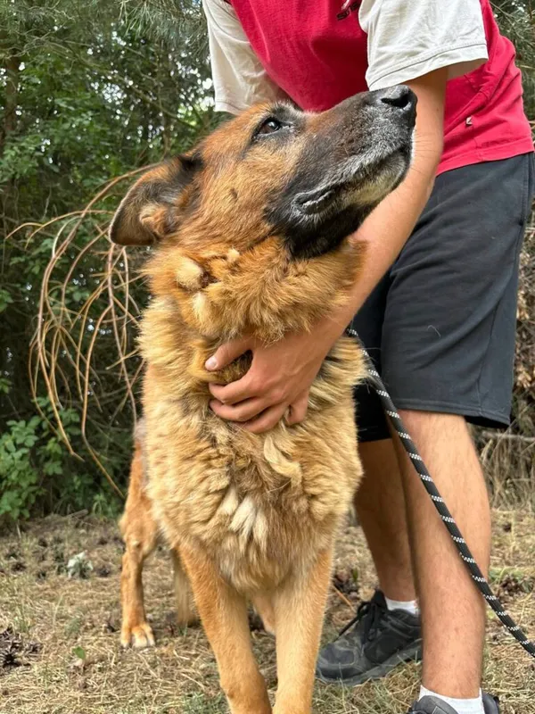 Pies do adopcji, Przyborówko, 30 marca 2026 (1/5)