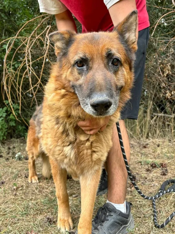 Pies do adopcji, Przyborówko, 30 marca 2026 (2/5)