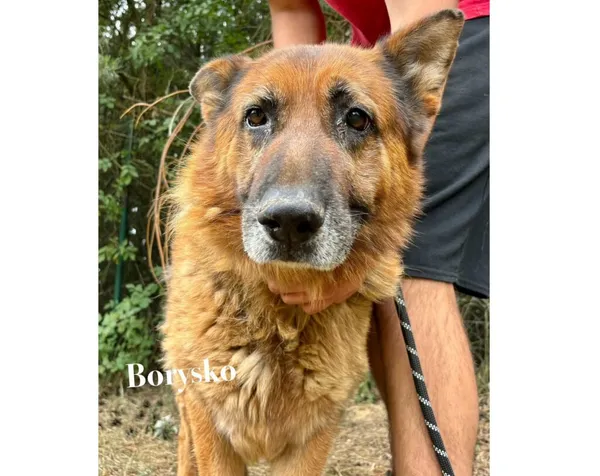Pies do adopcji, Przyborówko, 30 marca 2026 (3/5)