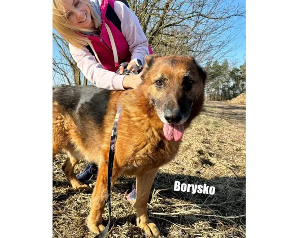 Pies do adopcji, Przyborówko, 30 marca 2026 (5/5)