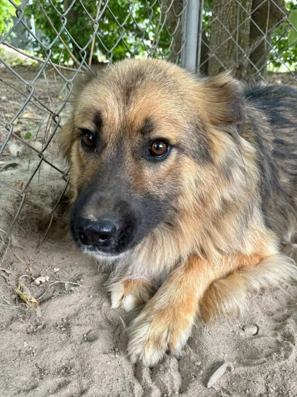 Pies do adopcji, Przyborówko, 8 lipca 2025 (1/4)