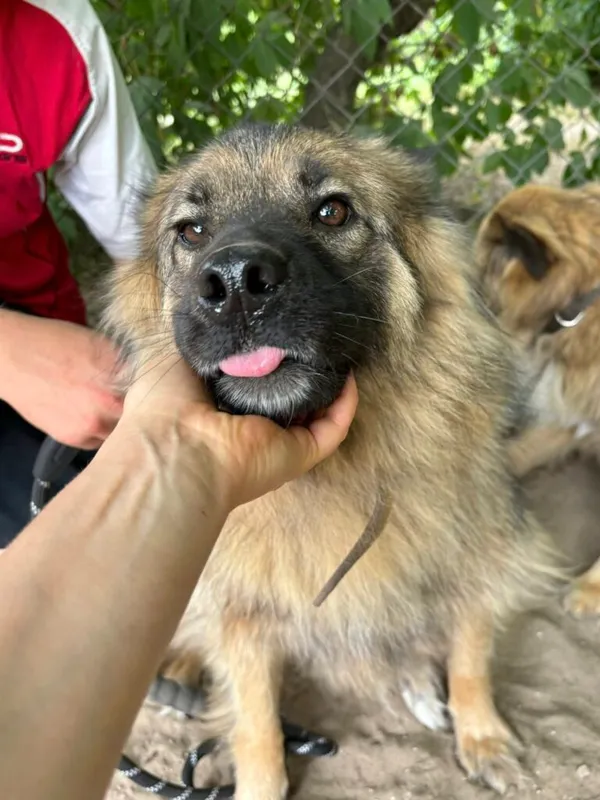 Pies do adopcji, Przyborówko, 8 lipca 2025 (2/4)