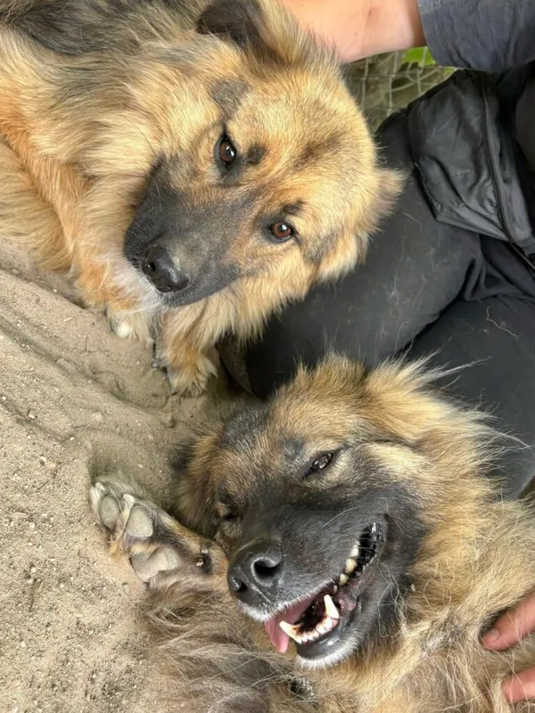 Pies do adopcji, Przyborówko, 8 lipca 2025 (3/4)