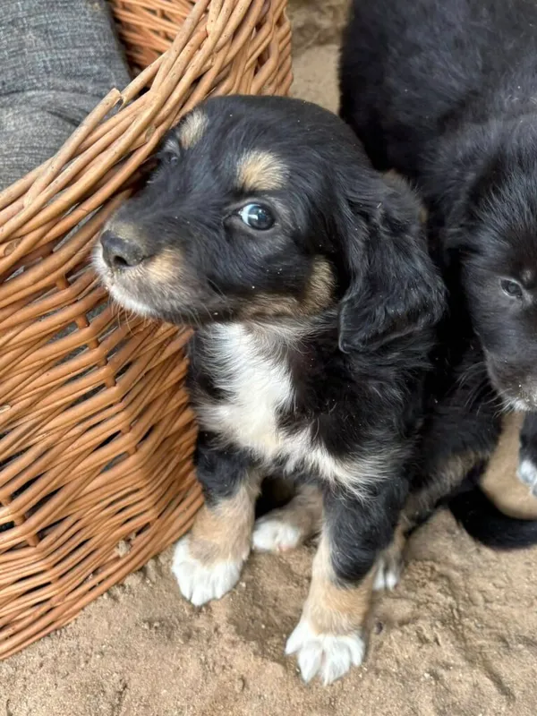 Pies do adopcji, Przyborówko, 8 lipca 2025 (1/5)