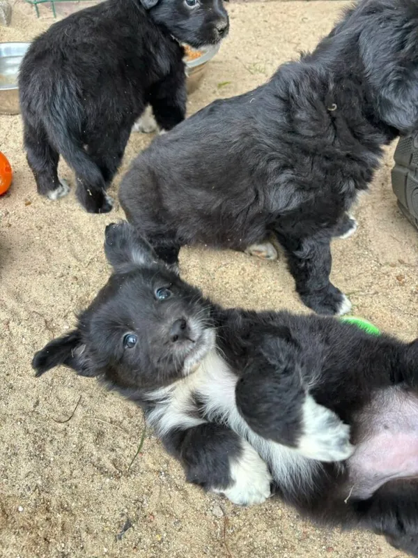 Pies do adopcji, Przyborówko, 8 lipca 2025 (5/5)