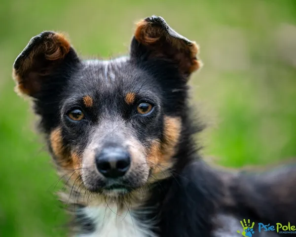 Pies do adopcji, Racławice, 1 lipca 2025 (1/5)