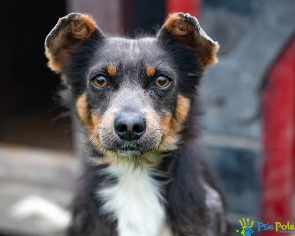 Pies do adopcji, Racławice, 1 lipca 2025 (3/5)