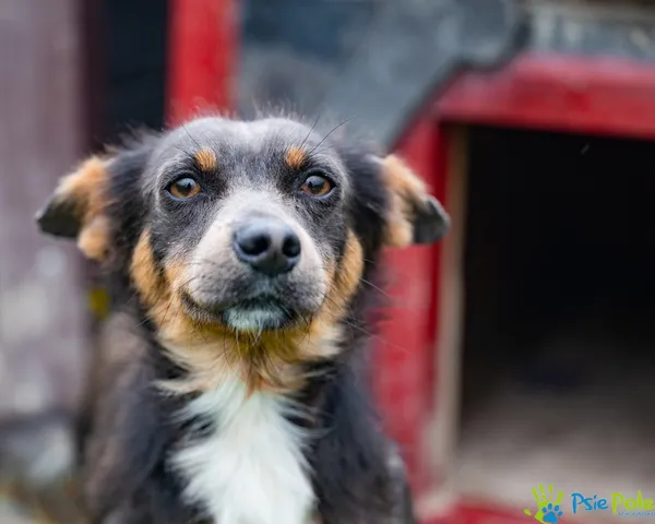 Pies do adopcji, Racławice, 1 lipca 2025 (4/5)