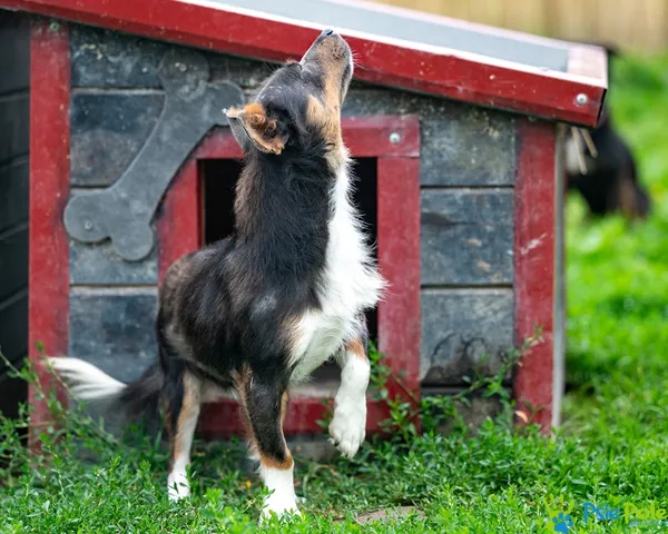 Pies do adopcji, Racławice, 1 lipca 2025 (5/5)