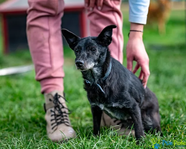 Pies do adopcji, Racławice, 5 lipca 2025 (2/5)