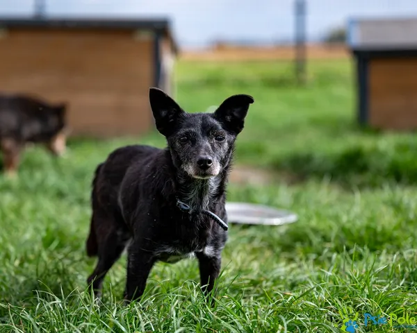 Pies do adopcji, Racławice, 5 lipca 2025 (5/5)