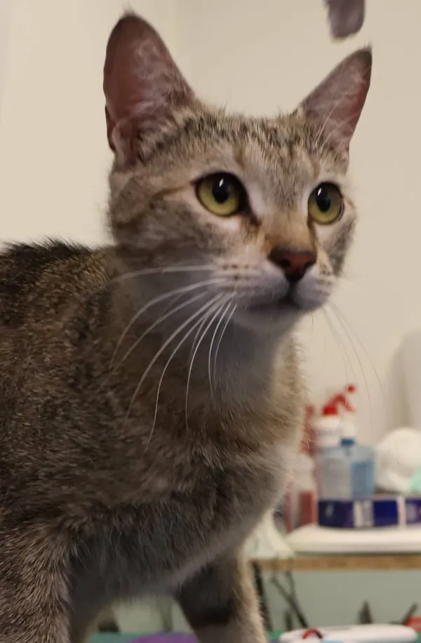 Znaleziono kota, Łódź, 7 lipca 2025 (2/5)