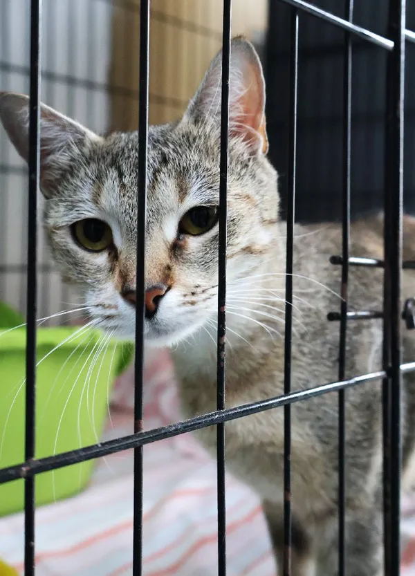 Znaleziono kota, Łódź, 7 lipca 2025 (3/5)