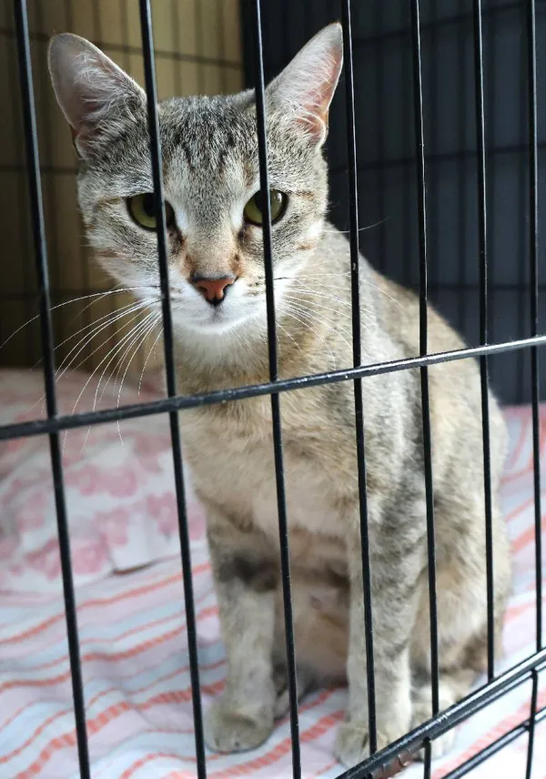 Znaleziono kota, Łódź, 7 lipca 2025 (4/5)