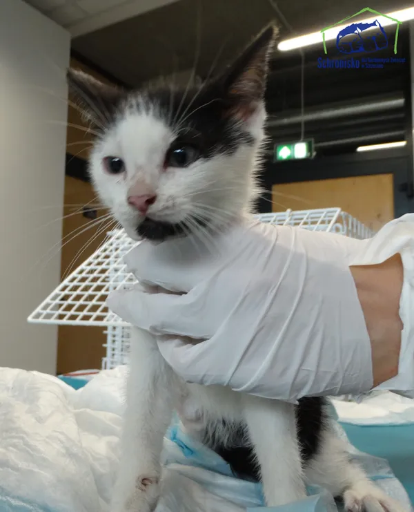 Kot do adopcji, Szczecin, 8 lipca 2025 (2/2)