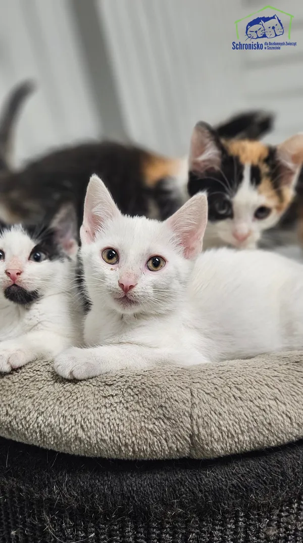 Kot do adopcji, Szczecin, 8 lipca 2025 (1/2)