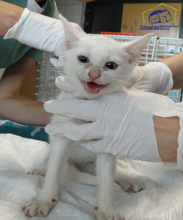 Kot do adopcji, Szczecin, 8 lipca 2025 (2/2)