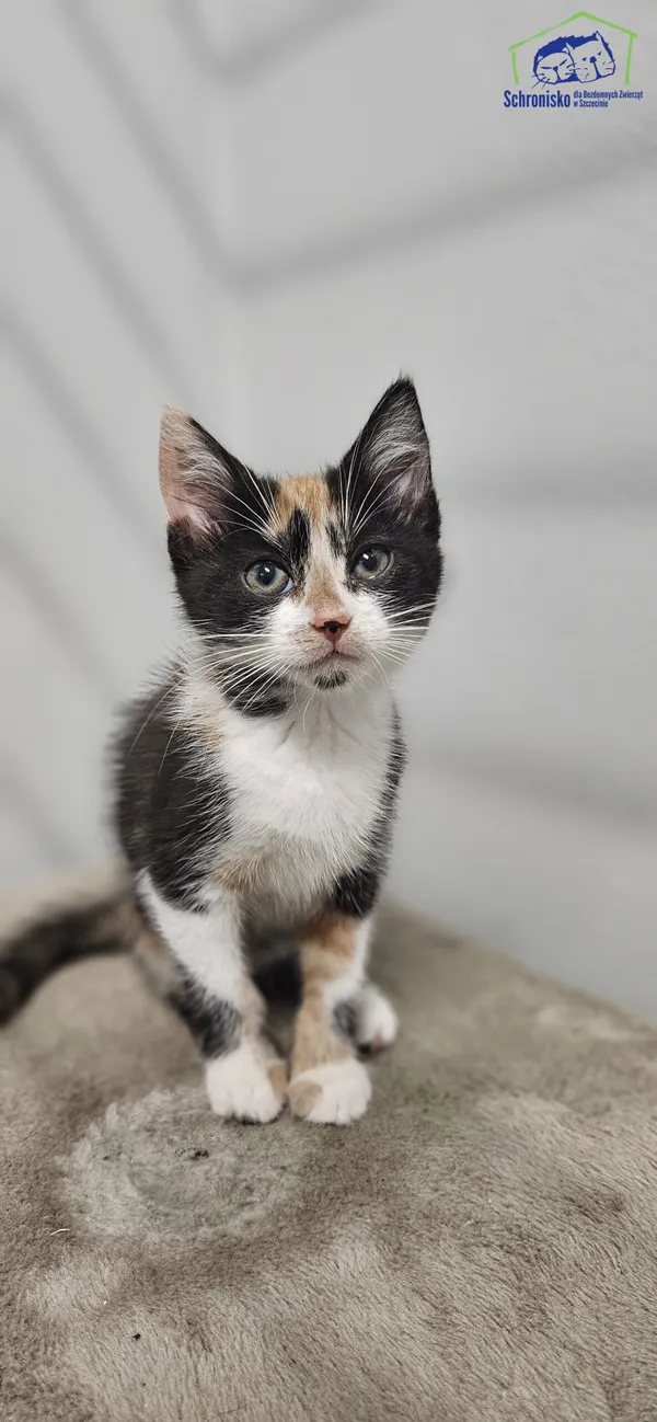 Kot do adopcji, Szczecin, 8 lipca 2025 (1/2)