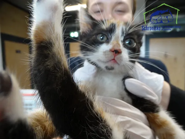 Kot do adopcji, Szczecin, 8 lipca 2025 (2/2)
