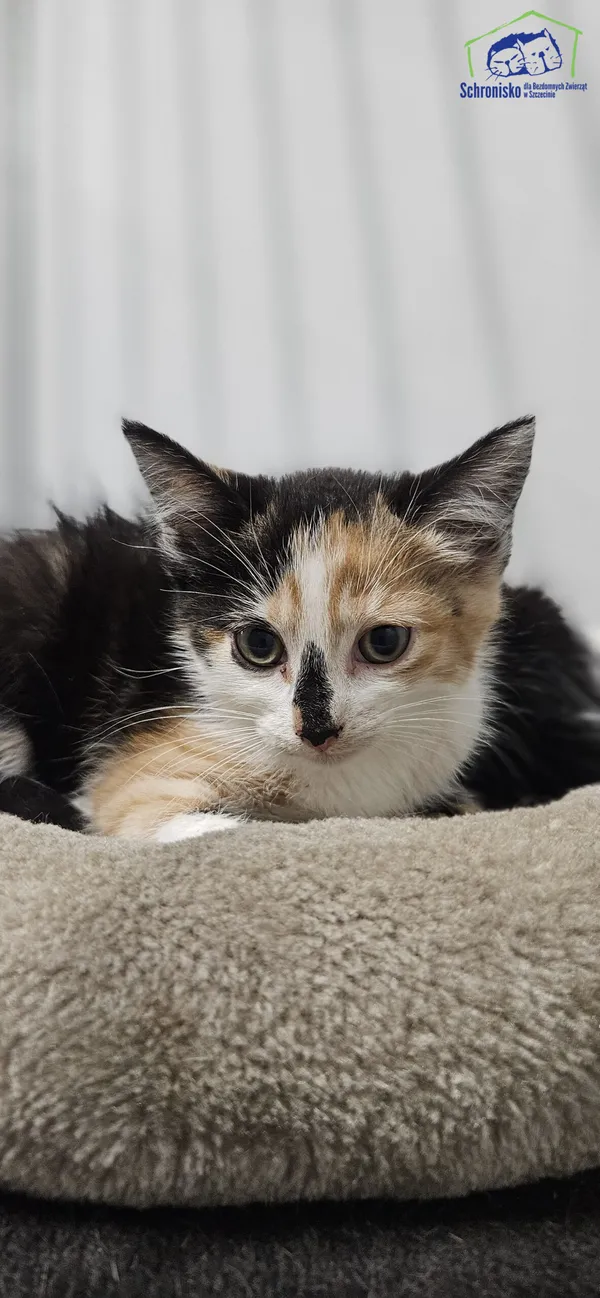 Kot do adopcji, Szczecin, 8 lipca 2025 (1/2)