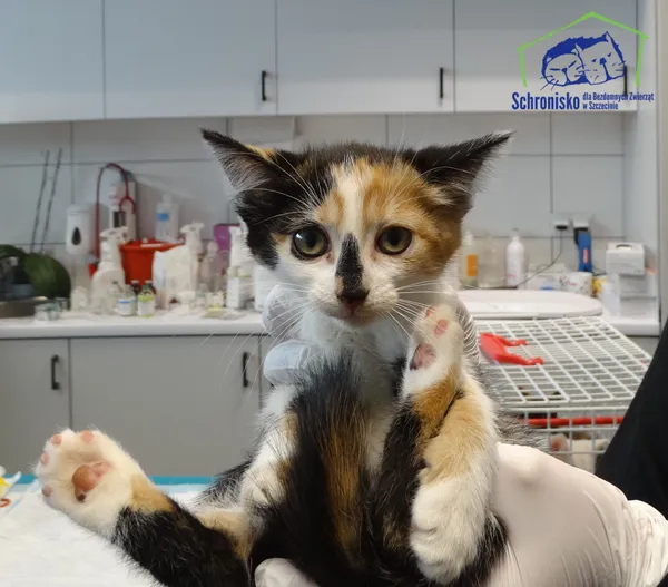 Kot do adopcji, Szczecin, 8 lipca 2025 (2/2)