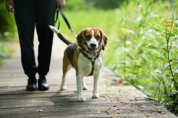 Pies do adopcji, Sosnowiec, 7 lipca 2025 (1/3)