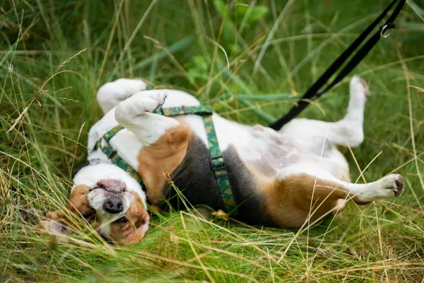 Pies do adopcji, Sosnowiec, 7 lipca 2025 (2/3)