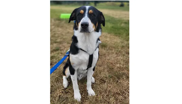 Znaleziono psa, Wrocław, 8 lipca 2025