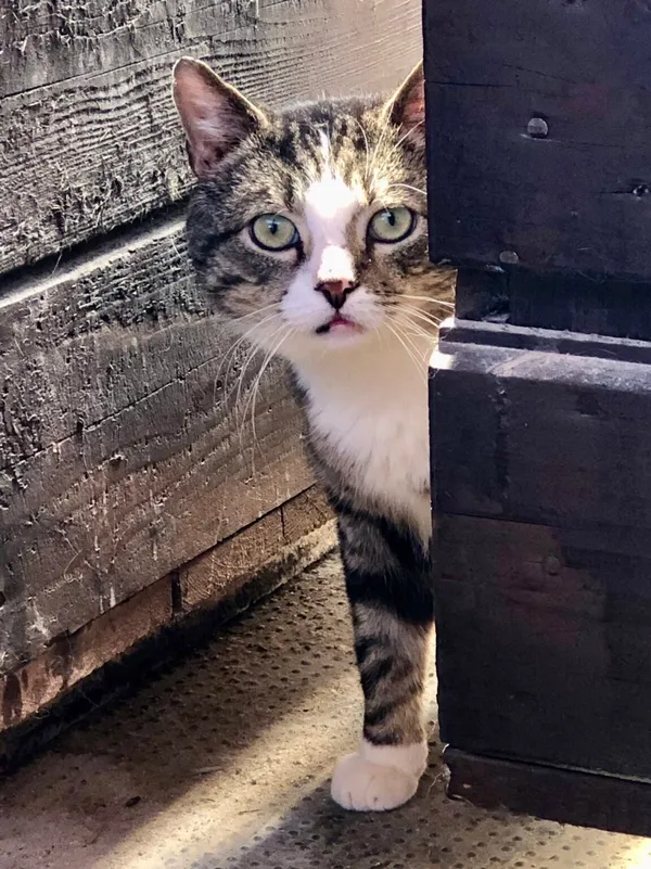 Kot do adopcji, Gdańsk, 8 lipca 2025