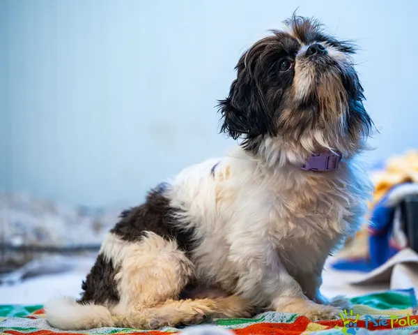 Znaleziono psa, Racławice, 6 lipca 2025 (1/5)