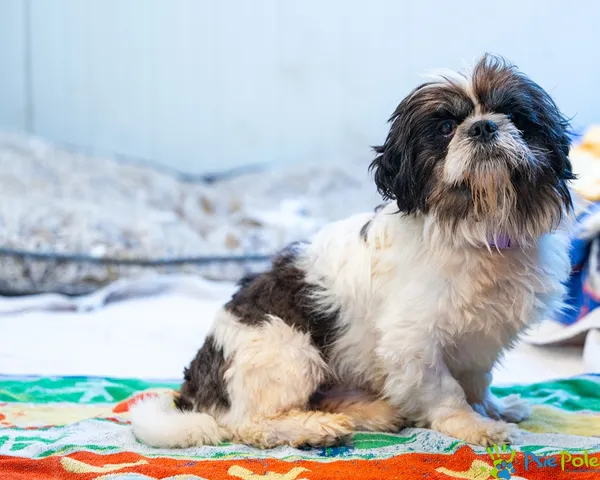 Znaleziono psa, Racławice, 6 lipca 2025 (4/5)