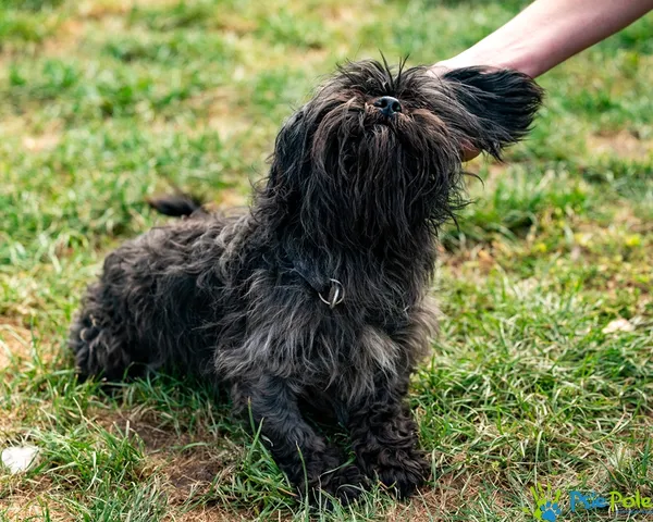 Znaleziono psa, Racławice, 6 lipca 2025 (2/5)