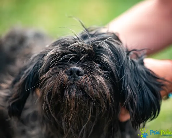 Znaleziono psa, Racławice, 6 lipca 2025 (3/5)