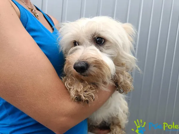 Znaleziono psa, Racławice, 6 lipca 2025 (2/5)