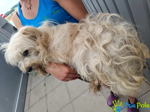 Znaleziono psa, Racławice, 6 lipca 2025 (4/5)