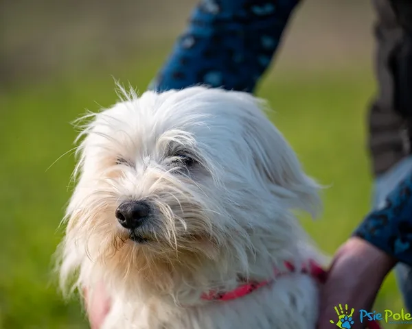 Znaleziono psa, Racławice, 6 lipca 2025 (2/5)