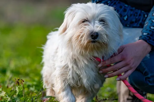 Znaleziono psa, Racławice, 6 lipca 2025 (4/5)