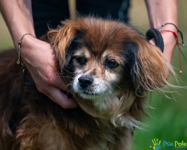 Znaleziono psa, Racławice, 5 lipca 2025 (3/5)