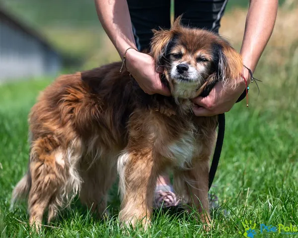 Znaleziono psa, Racławice, 5 lipca 2025 (4/5)