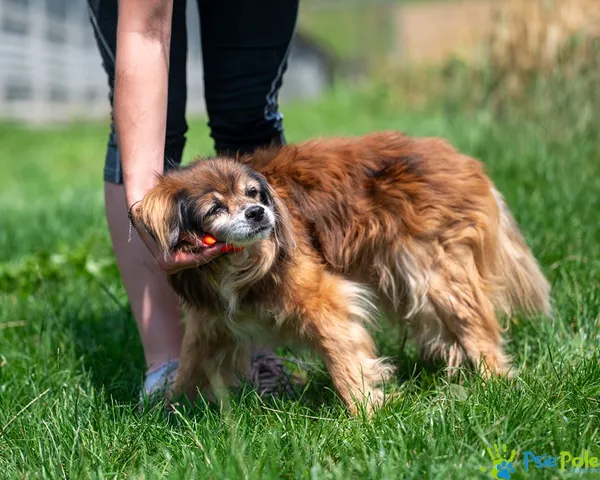 Znaleziono psa, Racławice, 5 lipca 2025 (5/5)