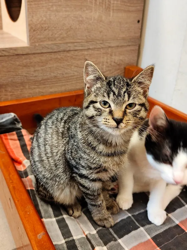 Kot do adopcji, Włocławek, 7 lipca 2025 (1/5)