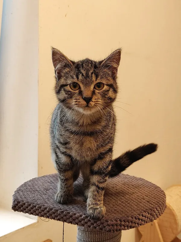 Kot do adopcji, Włocławek, 7 lipca 2025 (4/5)