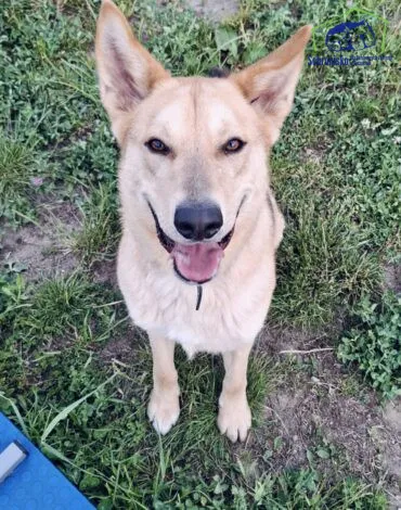 Pies do adopcji, Szczecin, 25 lutego 2025 (1/3)