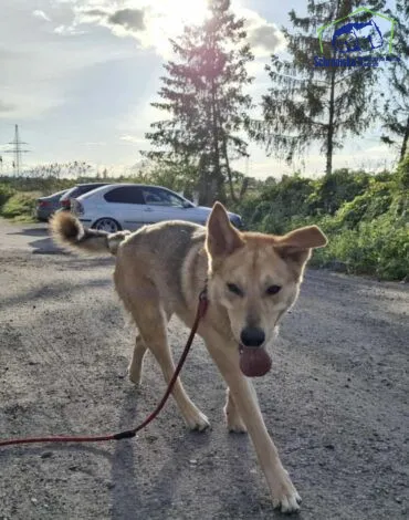 Pies do adopcji, Szczecin, 25 lutego 2025 (2/3)