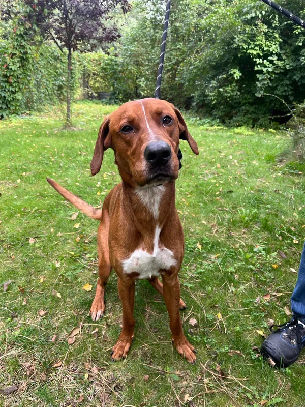 Pies do adopcji, Włocławek, 7 lipca 2025 (2/3)