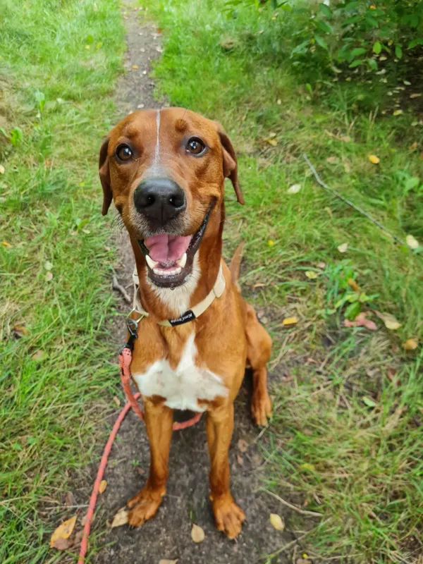 Pies do adopcji, Włocławek, 7 lipca 2025 (3/3)