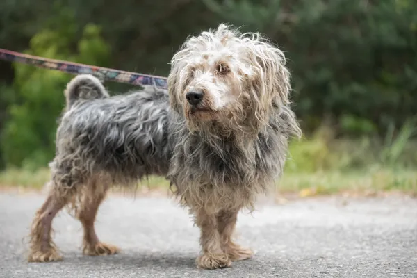 Pies do adopcji, Nowodwór, 8 lipca 2025 (3/5)